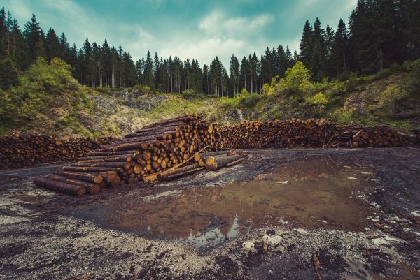 Bûches compressées : un chauffage puissant et écologique